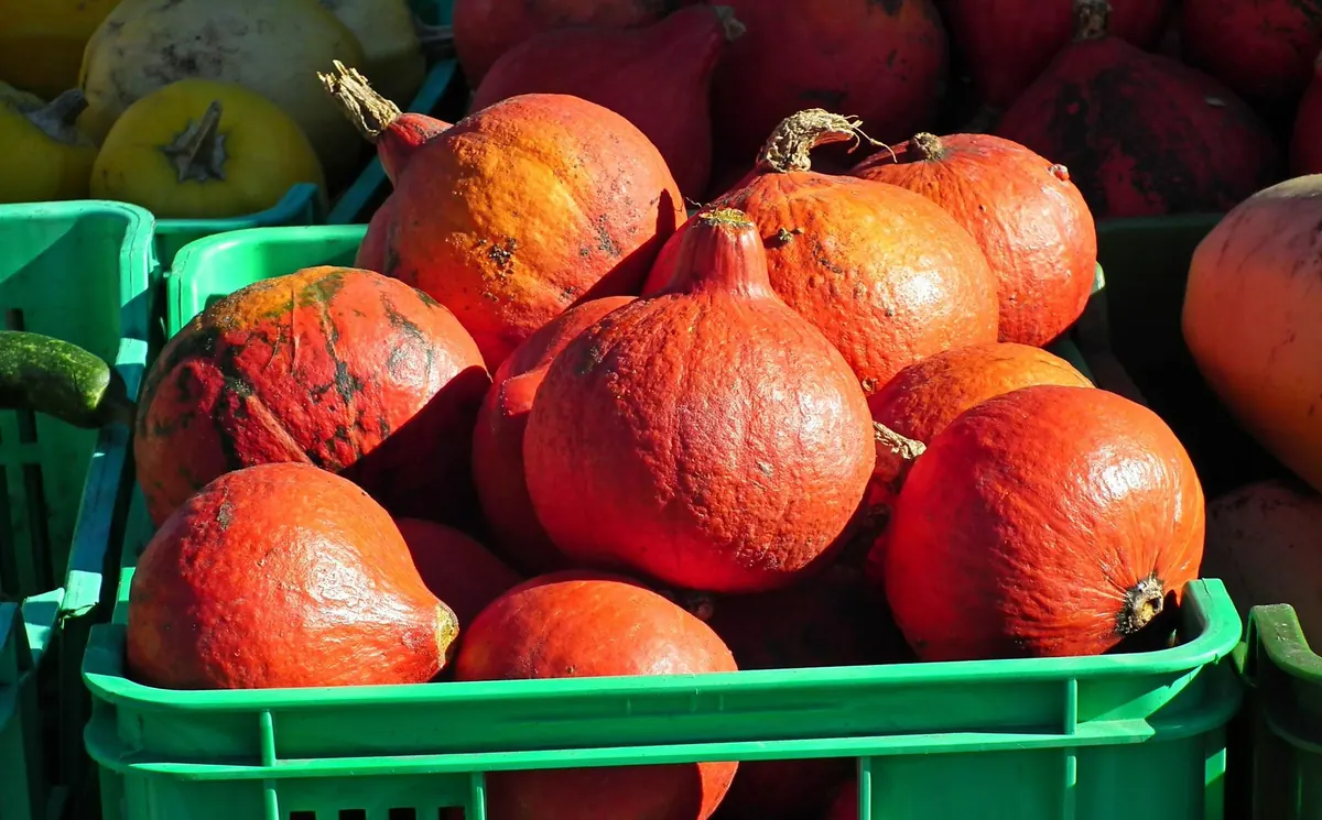 Seasonal Produce Guide for Immune Support: What to Eat in Fall and Winter